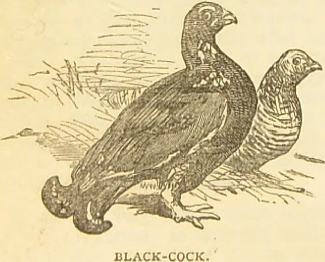 An illustration from The book of household management : comprising information for the mistress ... also, sanitary, medical, & legal memoranda; with a history of the origin, properties, and uses of all things connected with home life and comfort / by Mrs. Isabella Beeton., 1869, leaf 584