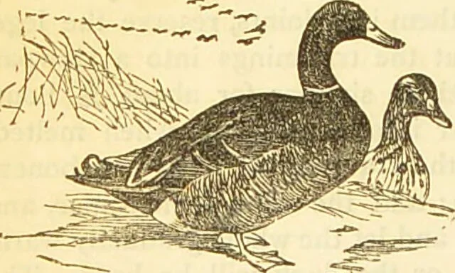 An illustration from The book of household management : comprising information for the mistress ... also, sanitary, medical, & legal memoranda; with a history of the origin, properties, and uses of all things connected with home life and comfort / by Mrs. Isabella Beeton., 1869, leaf 588