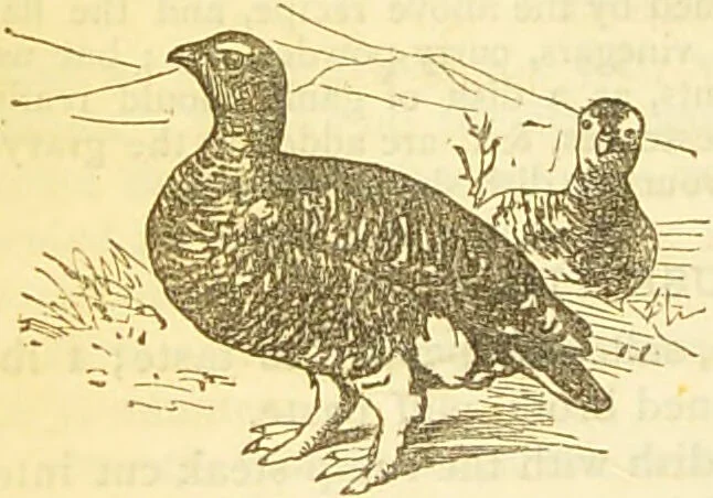 An illustration from The book of household management : comprising information for the mistress ... also, sanitary, medical, & legal memoranda; with a history of the origin, properties, and uses of all things connected with home life and comfort / by Mrs. Isabella Beeton., 1869, leaf 590