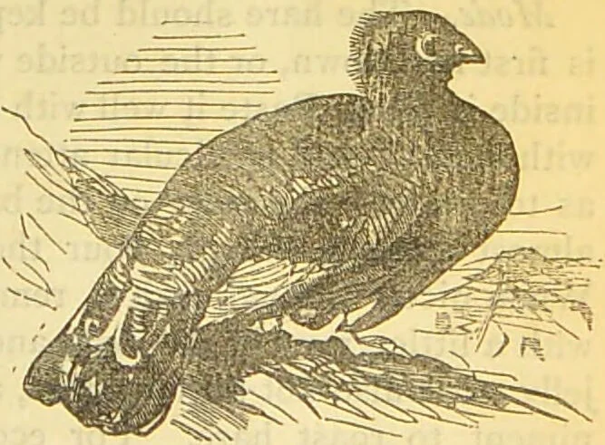 An illustration from The book of household management : comprising information for the mistress ... also, sanitary, medical, & legal memoranda; with a history of the origin, properties, and uses of all things connected with home life and comfort / by Mrs. Isabella Beeton., 1869, leaf 591