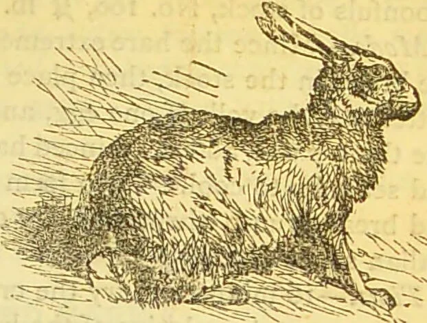 An illustration from The book of household management : comprising information for the mistress ... also, sanitary, medical, & legal memoranda; with a history of the origin, properties, and uses of all things connected with home life and comfort / by Mrs. Isabella Beeton., 1869, leaf 595