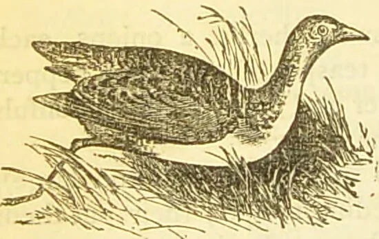 An illustration from The book of household management : comprising information for the mistress ... also, sanitary, medical, & legal memoranda; with a history of the origin, properties, and uses of all things connected with home life and comfort / by Mrs. Isabella Beeton., 1869, leaf 598