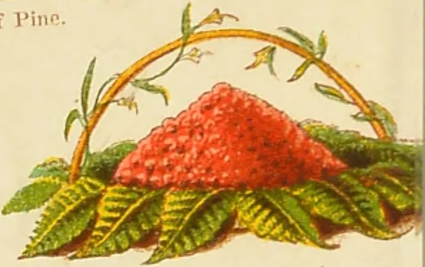 An illustration from The book of household management : comprising information for the mistress ... also, sanitary, medical, & legal memoranda; with a history of the origin, properties, and uses of all things connected with home life and comfort / by Mrs. Isabella Beeton., 1869, leaf 6