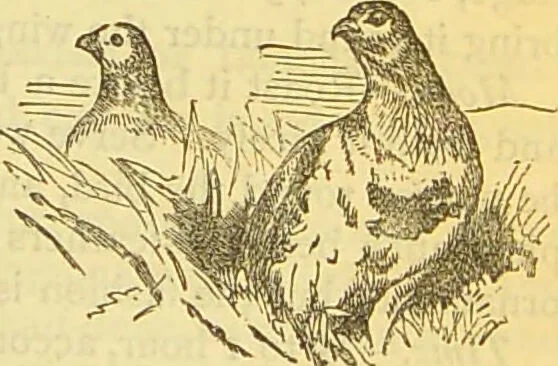 An illustration from The book of household management : comprising information for the mistress ... also, sanitary, medical, & legal memoranda; with a history of the origin, properties, and uses of all things connected with home life and comfort / by Mrs. Isabella Beeton., 1869, leaf 601