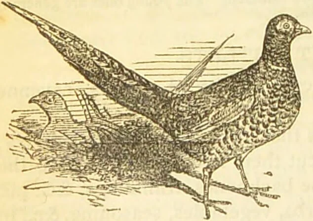 An illustration from The book of household management : comprising information for the mistress ... also, sanitary, medical, & legal memoranda; with a history of the origin, properties, and uses of all things connected with home life and comfort / by Mrs. Isabella Beeton., 1869, leaf 602