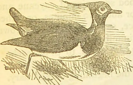 An illustration from The book of household management : comprising information for the mistress ... also, sanitary, medical, & legal memoranda; with a history of the origin, properties, and uses of all things connected with home life and comfort / by Mrs. Isabella Beeton., 1869, leaf 604