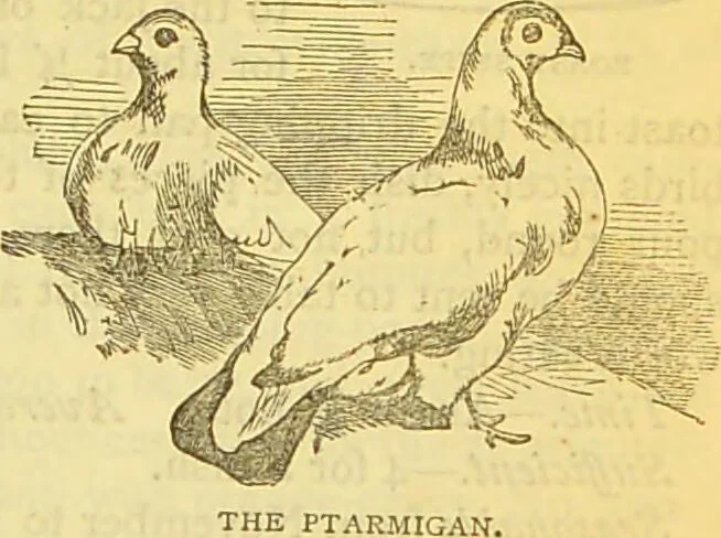 An illustration from The book of household management : comprising information for the mistress ... also, sanitary, medical, & legal memoranda; with a history of the origin, properties, and uses of all things connected with home life and comfort / by Mrs. Isabella Beeton., 1869, leaf 605