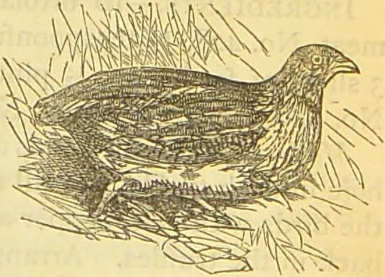 An illustration from The book of household management : comprising information for the mistress ... also, sanitary, medical, & legal memoranda; with a history of the origin, properties, and uses of all things connected with home life and comfort / by Mrs. Isabella Beeton., 1869, leaf 605