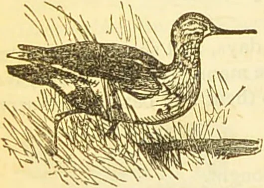 An illustration from The book of household management : comprising information for the mistress ... also, sanitary, medical, & legal memoranda; with a history of the origin, properties, and uses of all things connected with home life and comfort / by Mrs. Isabella Beeton., 1869, leaf 606