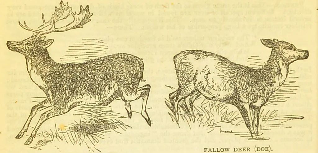 An illustration from The book of household management : comprising information for the mistress ... also, sanitary, medical, & legal memoranda; with a history of the origin, properties, and uses of all things connected with home life and comfort / by Mrs. Isabella Beeton., 1869, leaf 610