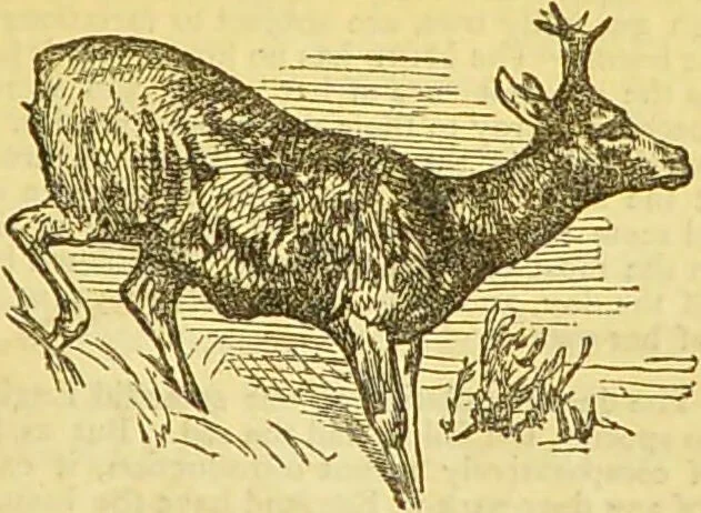 An illustration from The book of household management : comprising information for the mistress ... also, sanitary, medical, & legal memoranda; with a history of the origin, properties, and uses of all things connected with home life and comfort / by Mrs. Isabella Beeton., 1869, leaf 611