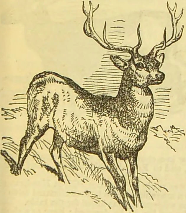 An illustration from The book of household management : comprising information for the mistress ... also, sanitary, medical, & legal memoranda; with a history of the origin, properties, and uses of all things connected with home life and comfort / by Mrs. Isabella Beeton., 1869, leaf 611
