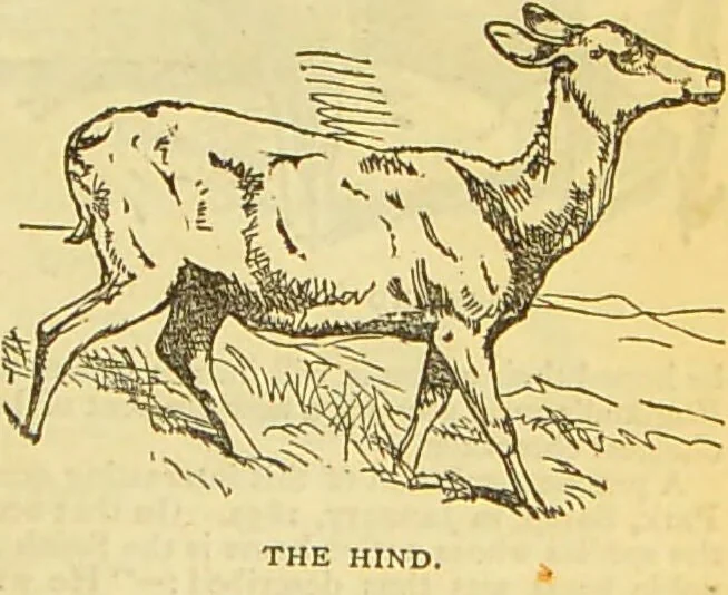 An illustration from The book of household management : comprising information for the mistress ... also, sanitary, medical, & legal memoranda; with a history of the origin, properties, and uses of all things connected with home life and comfort / by Mrs. Isabella Beeton., 1869, leaf 611