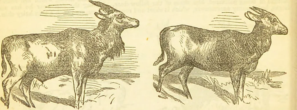 An illustration from The book of household management : comprising information for the mistress ... also, sanitary, medical, & legal memoranda; with a history of the origin, properties, and uses of all things connected with home life and comfort / by Mrs. Isabella Beeton., 1869, leaf 612
