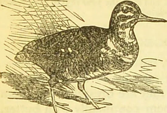 An illustration from The book of household management : comprising information for the mistress ... also, sanitary, medical, & legal memoranda; with a history of the origin, properties, and uses of all things connected with home life and comfort / by Mrs. Isabella Beeton., 1869, leaf 614