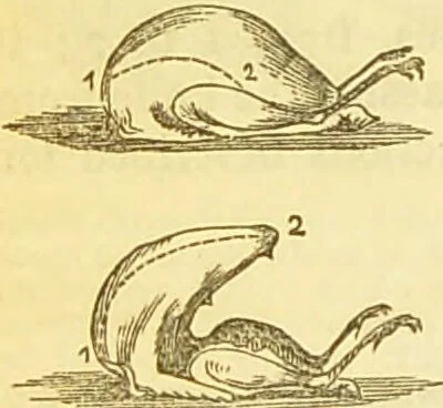 An illustration from The book of household management : comprising information for the mistress ... also, sanitary, medical, & legal memoranda; with a history of the origin, properties, and uses of all things connected with home life and comfort / by Mrs. Isabella Beeton., 1869, leaf 616