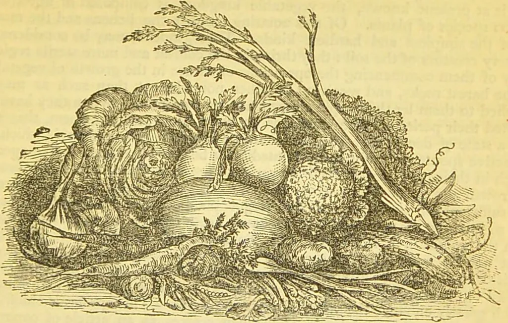 An illustration from The book of household management : comprising information for the mistress ... also, sanitary, medical, & legal memoranda; with a history of the origin, properties, and uses of all things connected with home life and comfort / by Mrs. Isabella Beeton., 1869, leaf 619