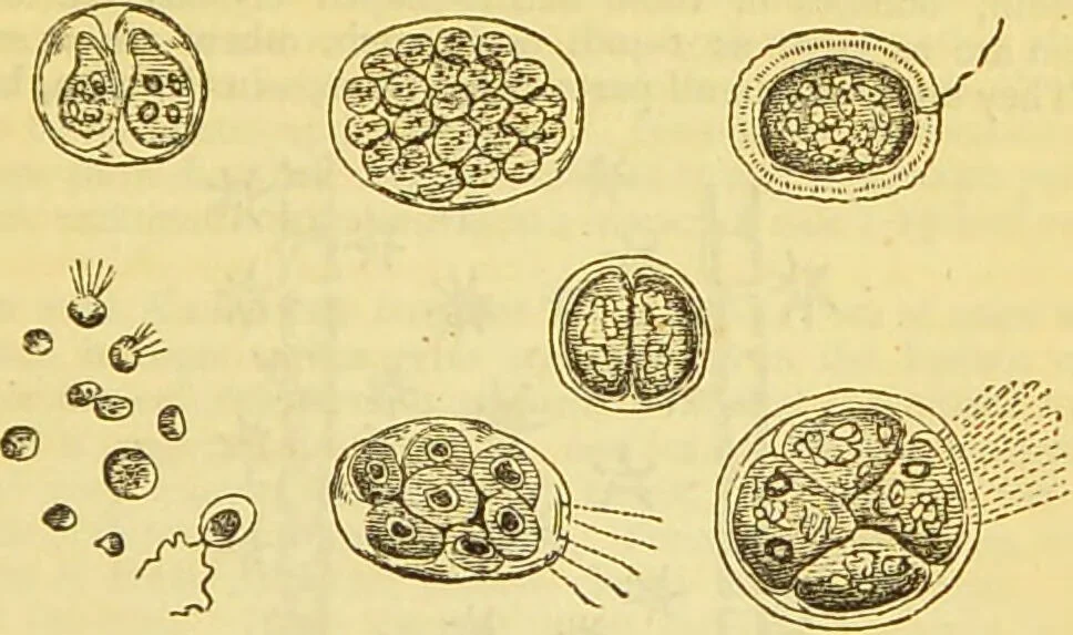 An illustration from The book of household management : comprising information for the mistress ... also, sanitary, medical, & legal memoranda; with a history of the origin, properties, and uses of all things connected with home life and comfort / by Mrs. Isabella Beeton., 1869, leaf 623
