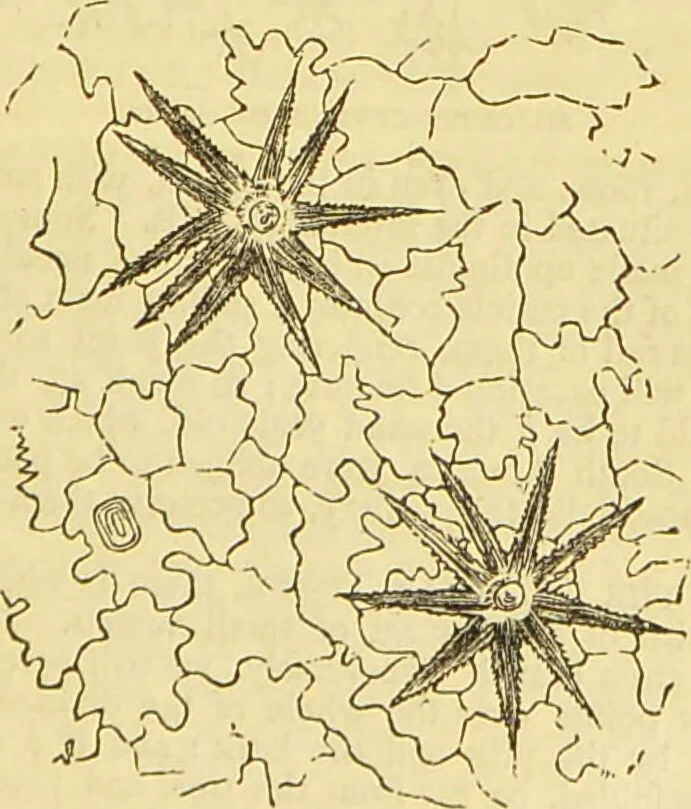 An illustration from The book of household management : comprising information for the mistress ... also, sanitary, medical, & legal memoranda; with a history of the origin, properties, and uses of all things connected with home life and comfort / by Mrs. Isabella Beeton., 1869, leaf 623