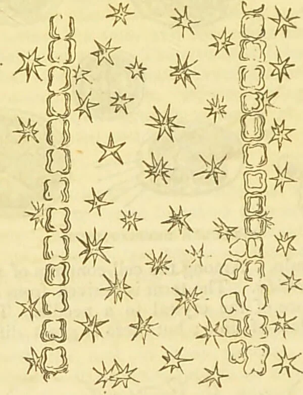 An illustration from The book of household management : comprising information for the mistress ... also, sanitary, medical, & legal memoranda; with a history of the origin, properties, and uses of all things connected with home life and comfort / by Mrs. Isabella Beeton., 1869, leaf 624
