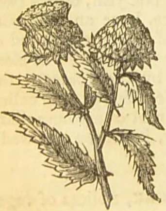 An illustration from The book of household management : comprising information for the mistress ... also, sanitary, medical, & legal memoranda; with a history of the origin, properties, and uses of all things connected with home life and comfort / by Mrs. Isabella Beeton., 1869, leaf 626