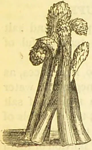An illustration from The book of household management : comprising information for the mistress ... also, sanitary, medical, & legal memoranda; with a history of the origin, properties, and uses of all things connected with home life and comfort / by Mrs. Isabella Beeton., 1869, leaf 632