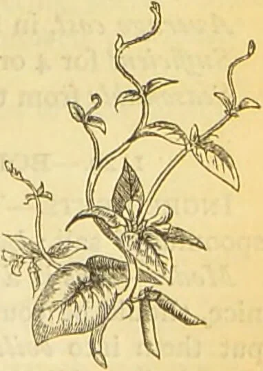 An illustration from The book of household management : comprising information for the mistress ... also, sanitary, medical, & legal memoranda; with a history of the origin, properties, and uses of all things connected with home life and comfort / by Mrs. Isabella Beeton., 1869, leaf 633