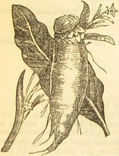 An illustration from The book of household management : comprising information for the mistress ... also, sanitary, medical, & legal memoranda; with a history of the origin, properties, and uses of all things connected with home life and comfort / by Mrs. Isabella Beeton., 1869, leaf 636