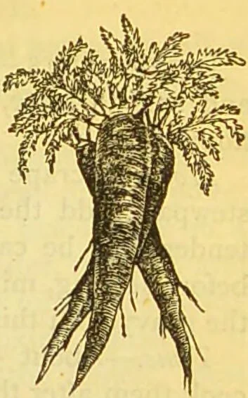 An illustration from The book of household management : comprising information for the mistress ... also, sanitary, medical, & legal memoranda; with a history of the origin, properties, and uses of all things connected with home life and comfort / by Mrs. Isabella Beeton., 1869, leaf 641