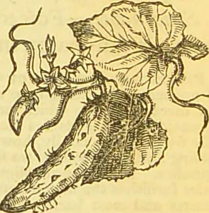An illustration from The book of household management : comprising information for the mistress ... also, sanitary, medical, & legal memoranda; with a history of the origin, properties, and uses of all things connected with home life and comfort / by Mrs. Isabella Beeton., 1869, leaf 647