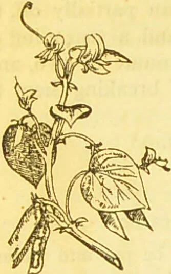 An illustration from The book of household management : comprising information for the mistress ... also, sanitary, medical, & legal memoranda; with a history of the origin, properties, and uses of all things connected with home life and comfort / by Mrs. Isabella Beeton., 1869, leaf 652