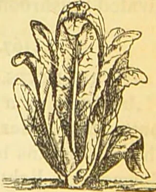 An illustration from The book of household management : comprising information for the mistress ... also, sanitary, medical, & legal memoranda; with a history of the origin, properties, and uses of all things connected with home life and comfort / by Mrs. Isabella Beeton., 1869, leaf 653