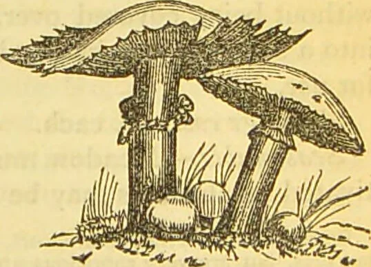 An illustration from The book of household management : comprising information for the mistress ... also, sanitary, medical, & legal memoranda; with a history of the origin, properties, and uses of all things connected with home life and comfort / by Mrs. Isabella Beeton., 1869, leaf 655