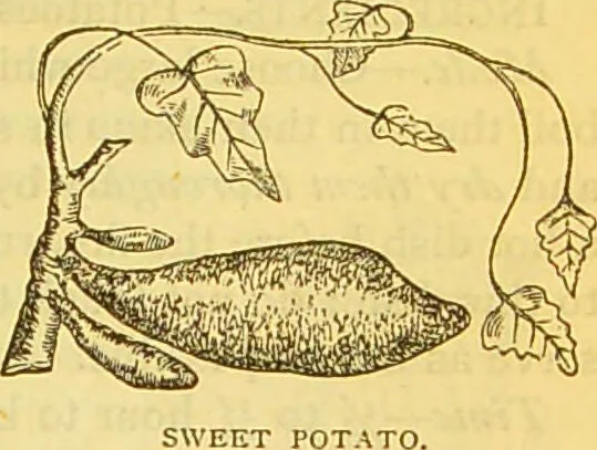An illustration from The book of household management : comprising information for the mistress ... also, sanitary, medical, & legal memoranda; with a history of the origin, properties, and uses of all things connected with home life and comfort / by Mrs. Isabella Beeton., 1869, leaf 669