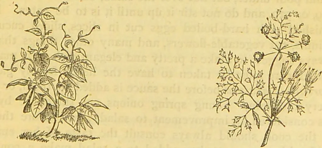 An illustration from The book of household management : comprising information for the mistress ... also, sanitary, medical, & legal memoranda; with a history of the origin, properties, and uses of all things connected with home life and comfort / by Mrs. Isabella Beeton., 1869, leaf 671