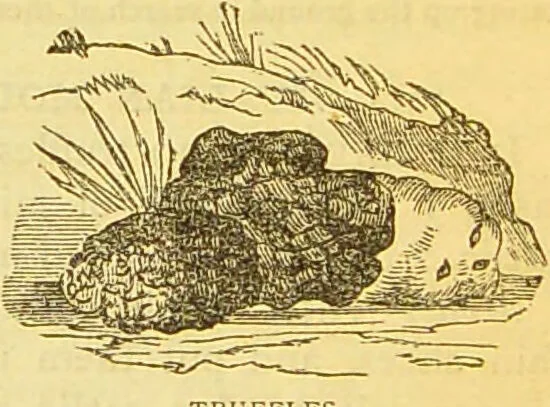 An illustration from The book of household management : comprising information for the mistress ... also, sanitary, medical, & legal memoranda; with a history of the origin, properties, and uses of all things connected with home life and comfort / by Mrs. Isabella Beeton., 1869, leaf 679