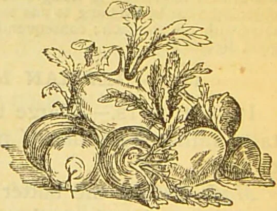 An illustration from The book of household management : comprising information for the mistress ... also, sanitary, medical, & legal memoranda; with a history of the origin, properties, and uses of all things connected with home life and comfort / by Mrs. Isabella Beeton., 1869, leaf 681