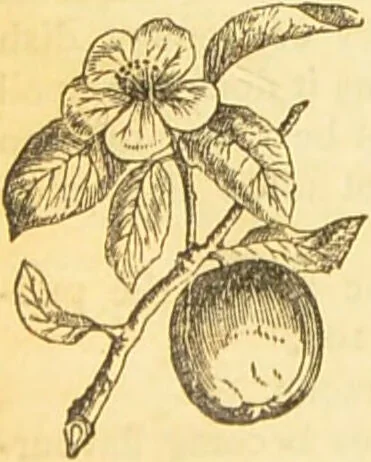 An illustration from The book of household management : comprising information for the mistress ... also, sanitary, medical, & legal memoranda; with a history of the origin, properties, and uses of all things connected with home life and comfort / by Mrs. Isabella Beeton., 1869, leaf 708