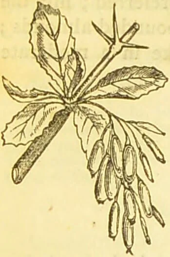 An illustration from The book of household management : comprising information for the mistress ... also, sanitary, medical, & legal memoranda; with a history of the origin, properties, and uses of all things connected with home life and comfort / by Mrs. Isabella Beeton., 1869, leaf 714