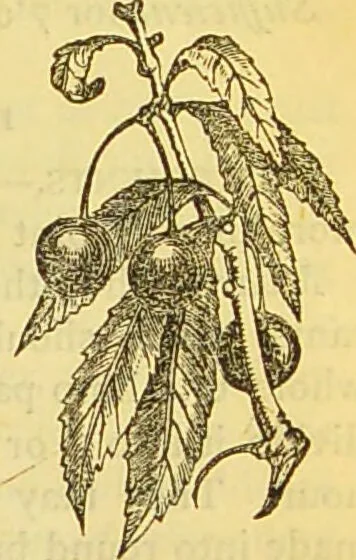 An illustration from The book of household management : comprising information for the mistress ... also, sanitary, medical, & legal memoranda; with a history of the origin, properties, and uses of all things connected with home life and comfort / by Mrs. Isabella Beeton., 1869, leaf 721