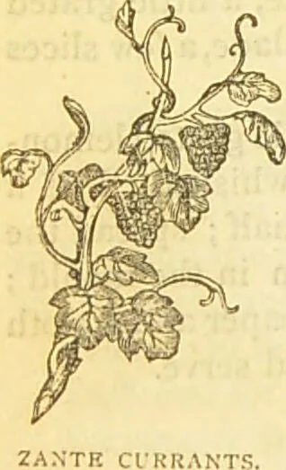 An illustration from The book of household management : comprising information for the mistress ... also, sanitary, medical, & legal memoranda; with a history of the origin, properties, and uses of all things connected with home life and comfort / by Mrs. Isabella Beeton., 1869, leaf 722