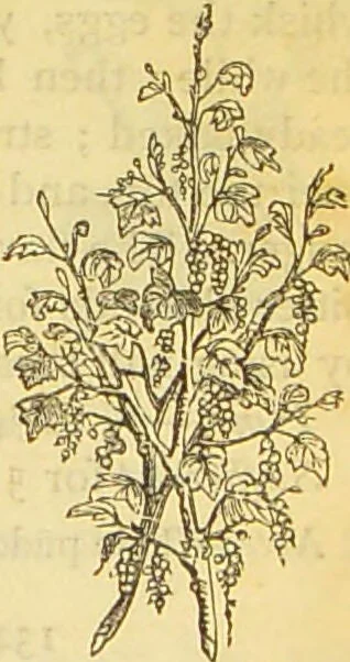 An illustration from The book of household management : comprising information for the mistress ... also, sanitary, medical, & legal memoranda; with a history of the origin, properties, and uses of all things connected with home life and comfort / by Mrs. Isabella Beeton., 1869, leaf 723