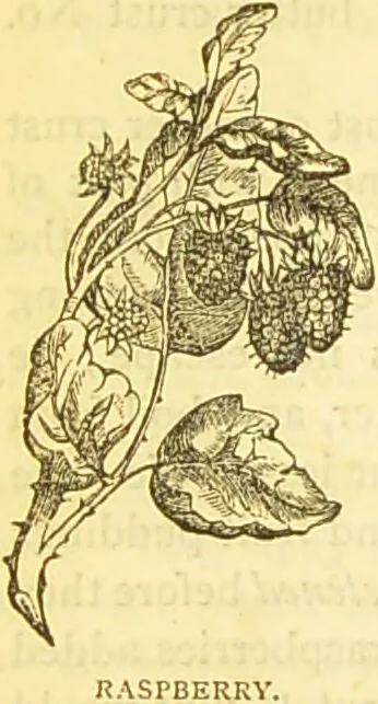 An illustration from The book of household management : comprising information for the mistress ... also, sanitary, medical, & legal memoranda; with a history of the origin, properties, and uses of all things connected with home life and comfort / by Mrs. Isabella Beeton., 1869, leaf 724