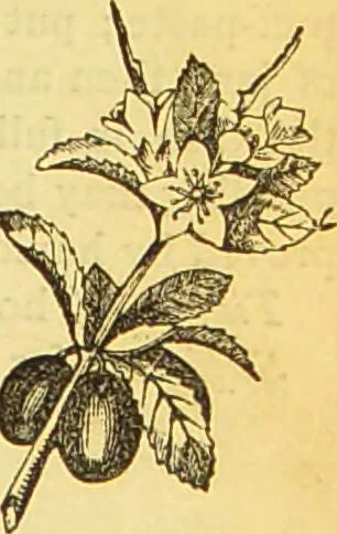 An illustration from The book of household management : comprising information for the mistress ... also, sanitary, medical, & legal memoranda; with a history of the origin, properties, and uses of all things connected with home life and comfort / by Mrs. Isabella Beeton., 1869, leaf 725