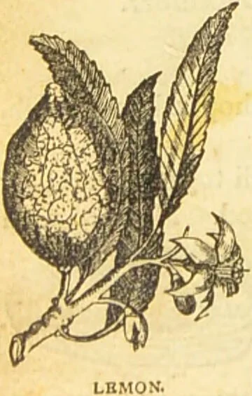 An illustration from The book of household management : comprising information for the mistress ... also, sanitary, medical, & legal memoranda; with a history of the origin, properties, and uses of all things connected with home life and comfort / by Mrs. Isabella Beeton., 1869, leaf 736