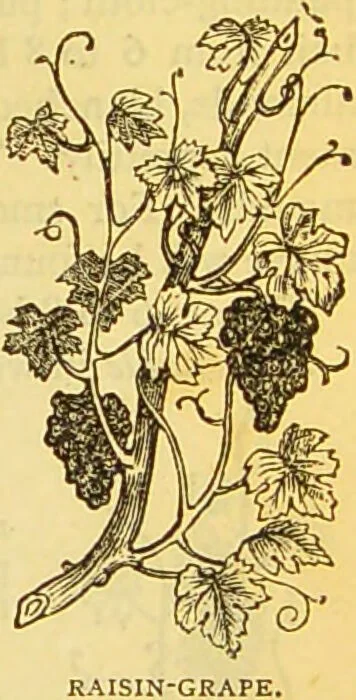 An illustration from The book of household management : comprising information for the mistress ... also, sanitary, medical, & legal memoranda; with a history of the origin, properties, and uses of all things connected with home life and comfort / by Mrs. Isabella Beeton., 1869, leaf 751