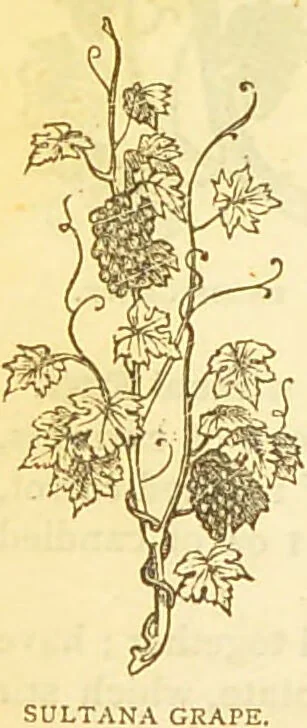 An illustration from The book of household management : comprising information for the mistress ... also, sanitary, medical, & legal memoranda; with a history of the origin, properties, and uses of all things connected with home life and comfort / by Mrs. Isabella Beeton., 1869, leaf 752