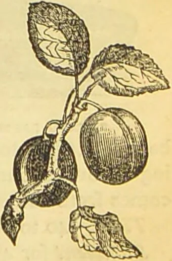 An illustration from The book of household management : comprising information for the mistress ... also, sanitary, medical, & legal memoranda; with a history of the origin, properties, and uses of all things connected with home life and comfort / by Mrs. Isabella Beeton., 1869, leaf 757
