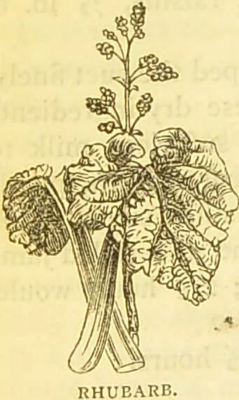 An illustration from The book of household management : comprising information for the mistress ... also, sanitary, medical, & legal memoranda; with a history of the origin, properties, and uses of all things connected with home life and comfort / by Mrs. Isabella Beeton., 1869, leaf 762