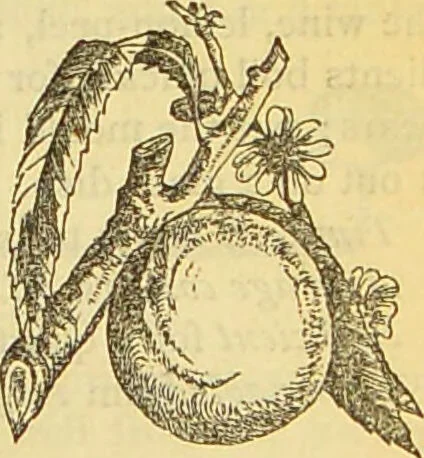 An illustration from The book of household management : comprising information for the mistress ... also, sanitary, medical, & legal memoranda; with a history of the origin, properties, and uses of all things connected with home life and comfort / by Mrs. Isabella Beeton., 1869, leaf 835